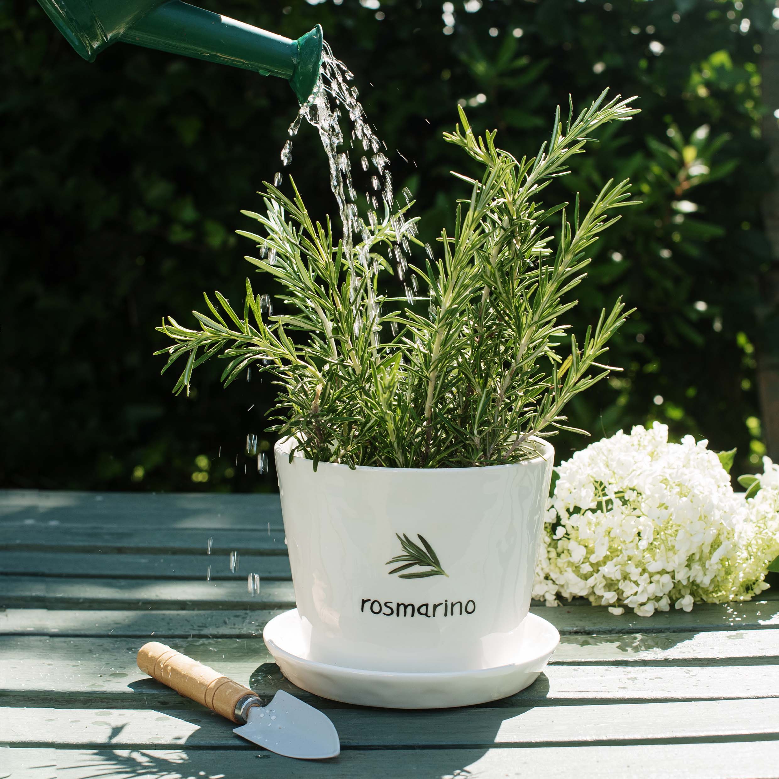 Vaso con sottovaso "Rosmarino"