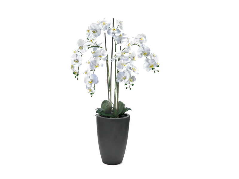 Pianta Phalaenopsis real touch 