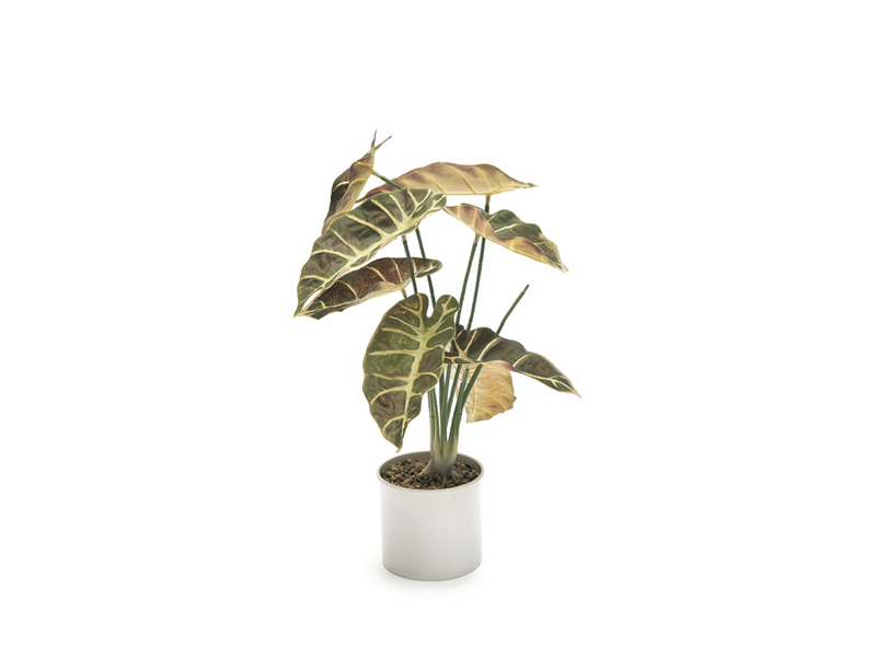 Pianta alocasia in vaso verde chiaro 