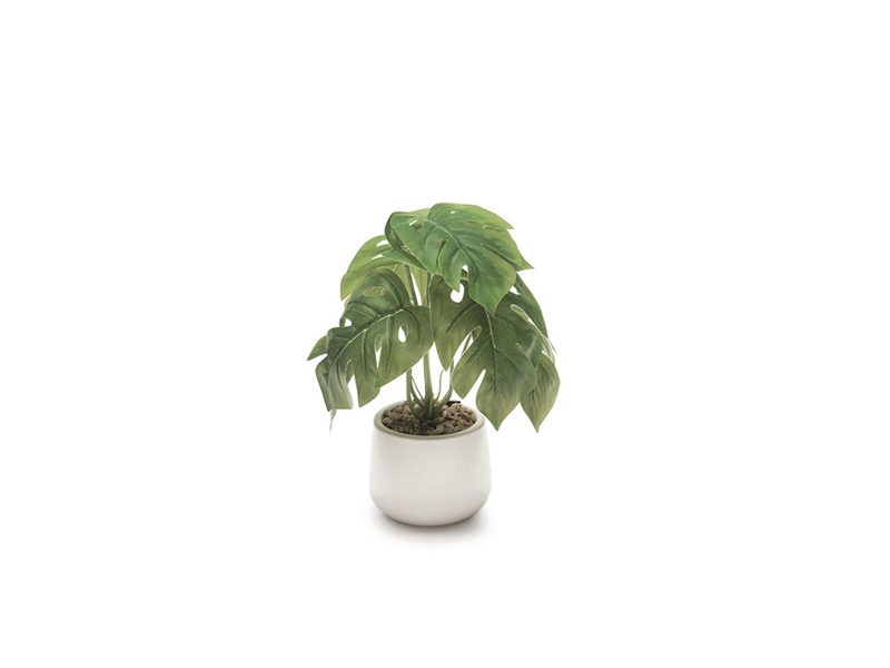 Pianta monstera mini 