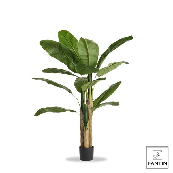 Pianta del banano 