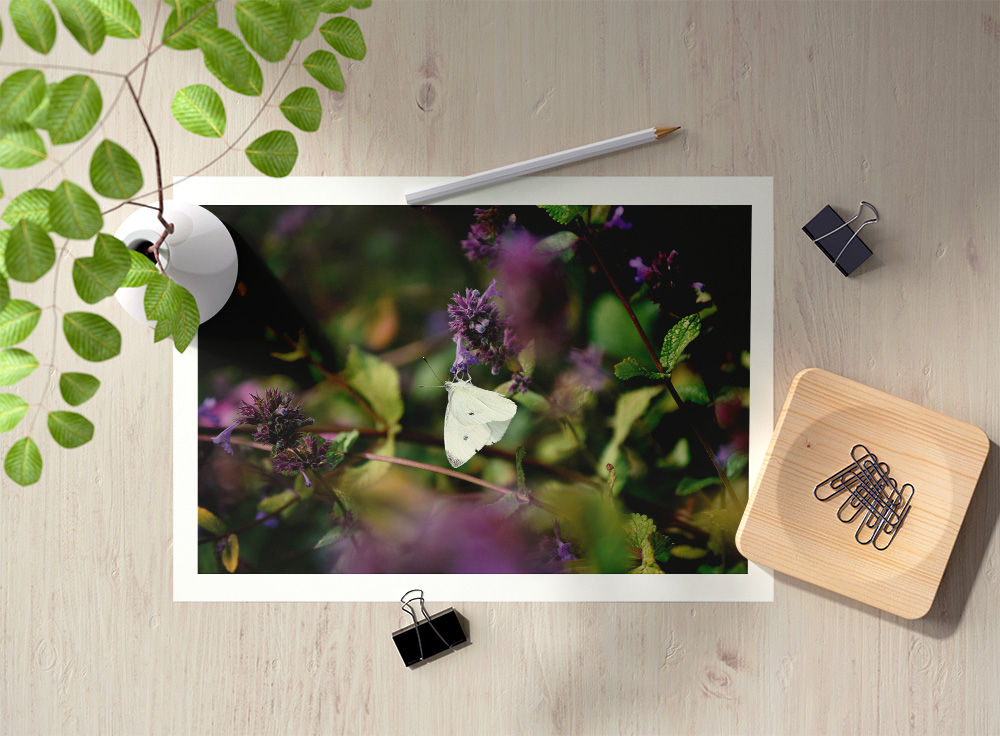 "Butterfly" Postcard