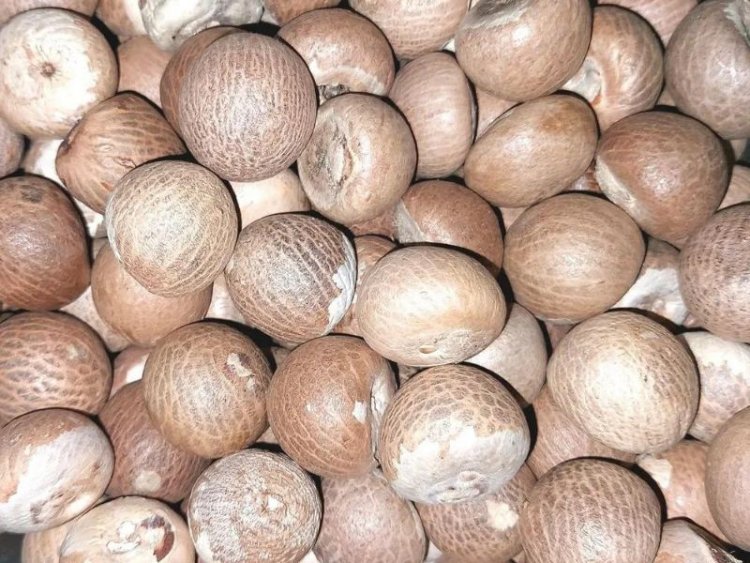Premium Arecanuts: Naturally Harvested & Sun-Dried