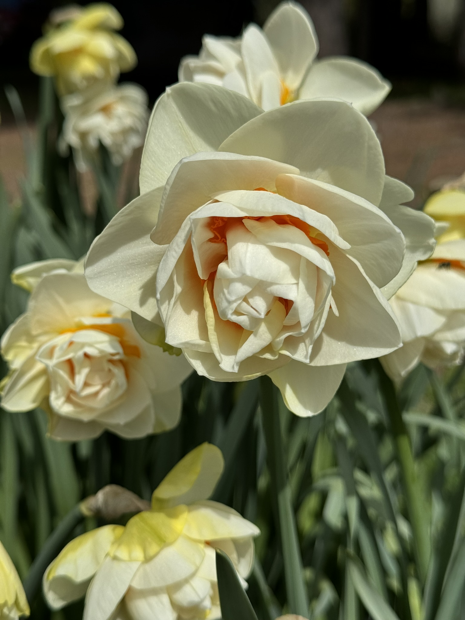 4 Week Spring Bouquet Subscription (Pick-up Option) 