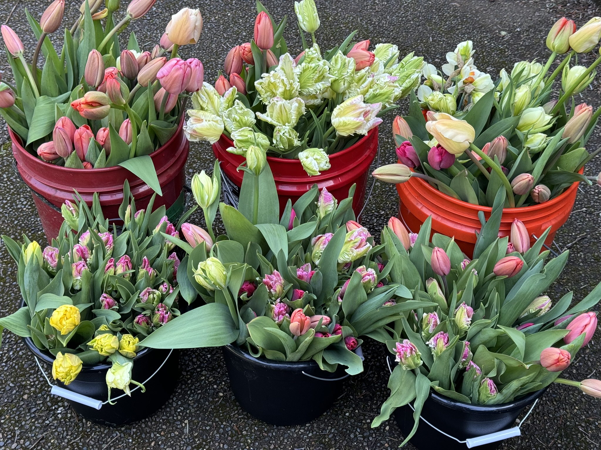 4 Week Spring Bouquet Subscription (Delivery Option) 