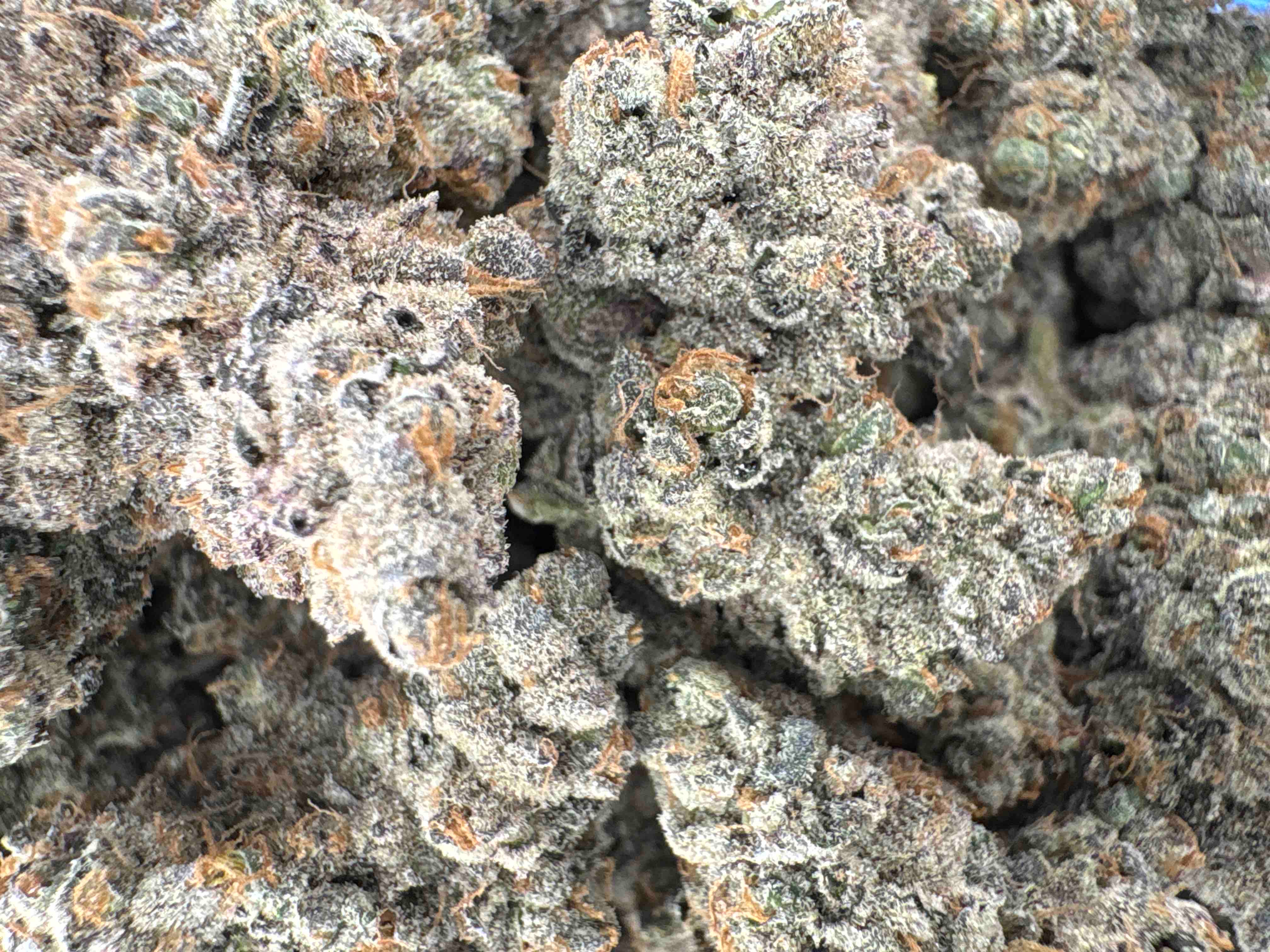 Zushi - Hybrid - (Exotic Limited)