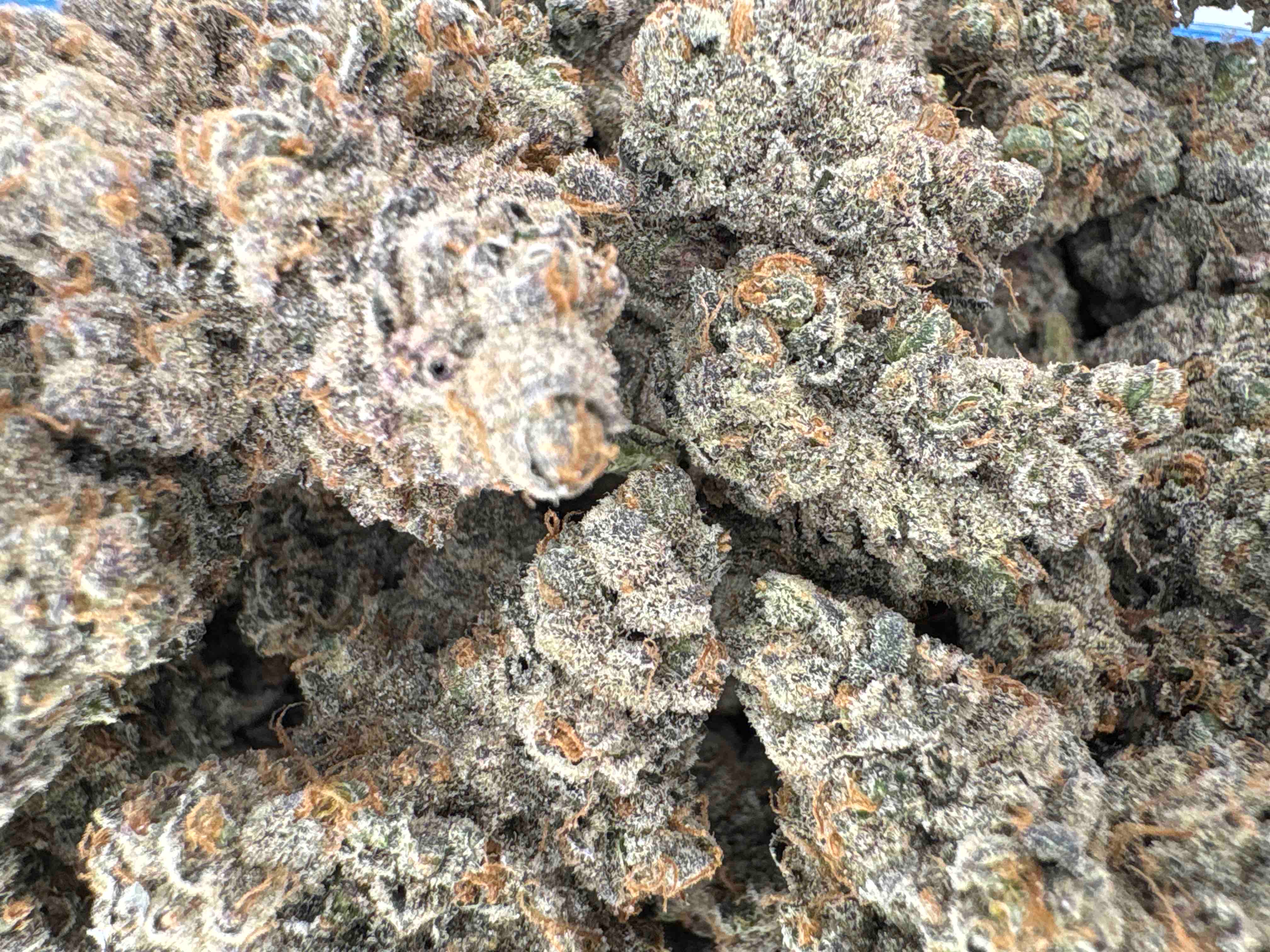 Zushi - Hybrid - (Exotic Limited)