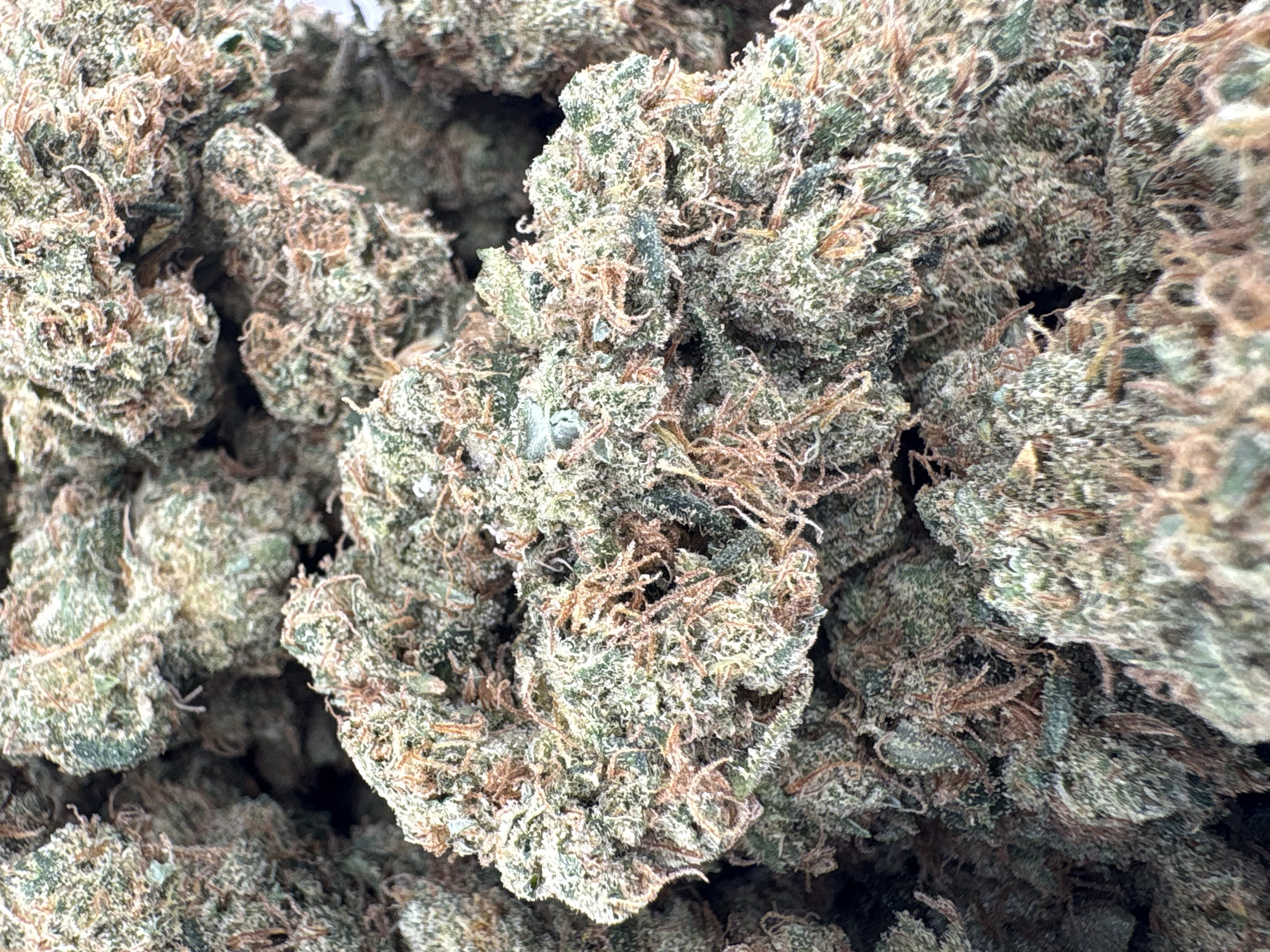 Dutch Treat - Hybrid - (Exotic Limited)