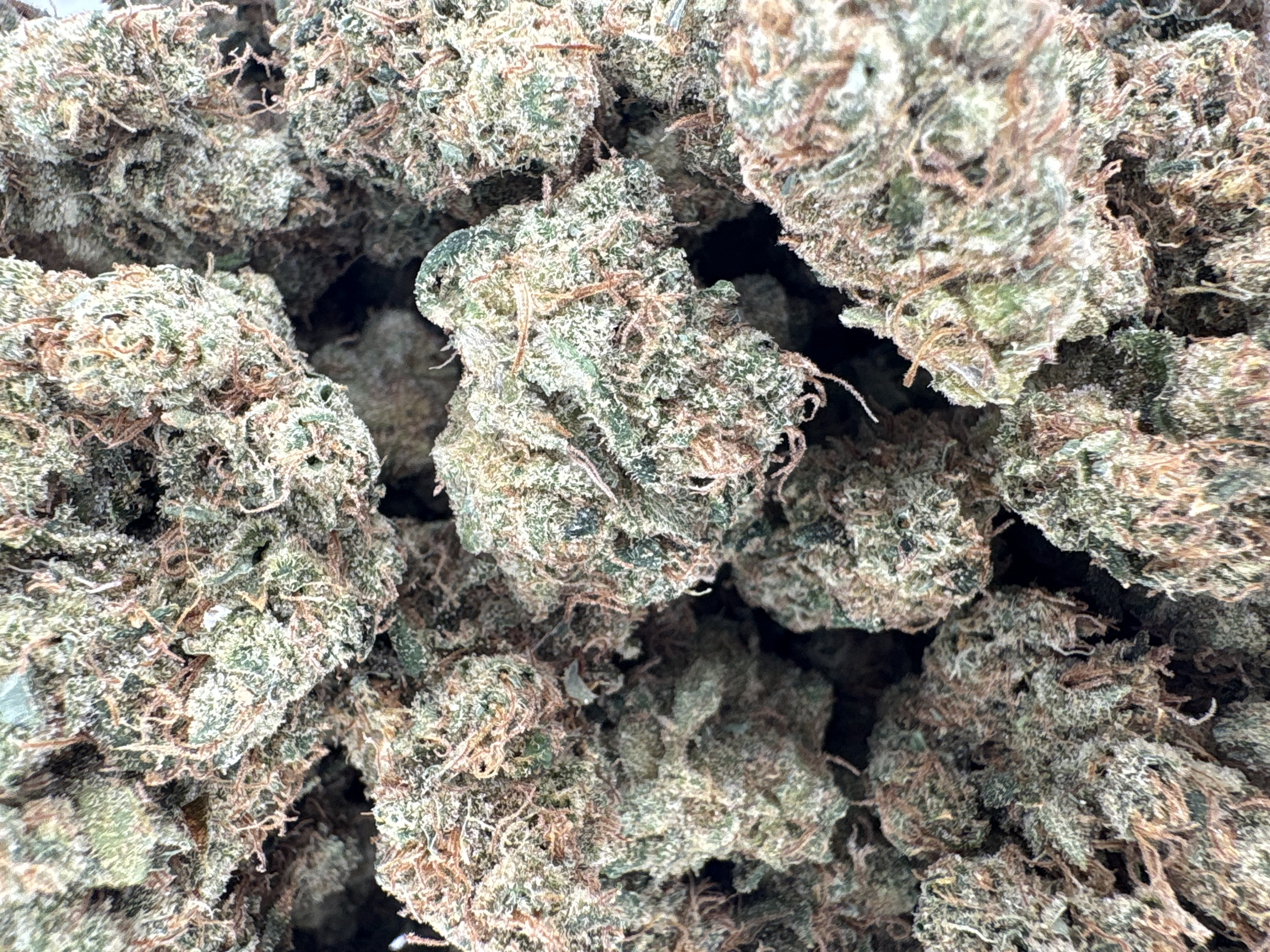 Dutch Treat - Hybrid - (Exotic Limited)