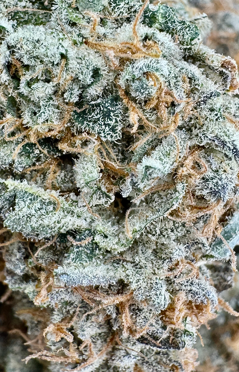 Agua Fresca - Hybrid - (Exotic Limited)