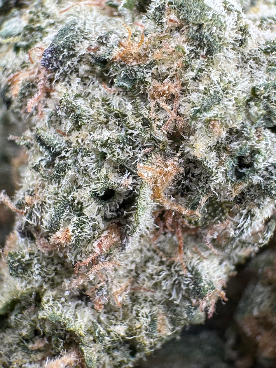 Cherry Bands - Hybrid - (Exotic Limited)