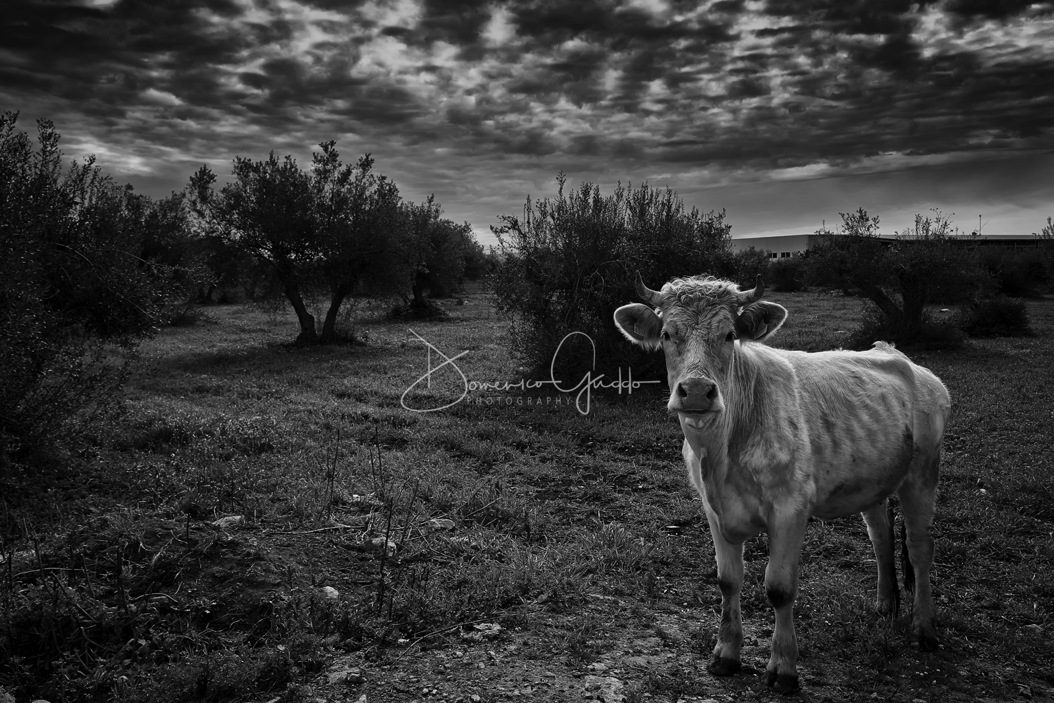 ARCADIA — Limited Edition (Tiratura 20 copie)