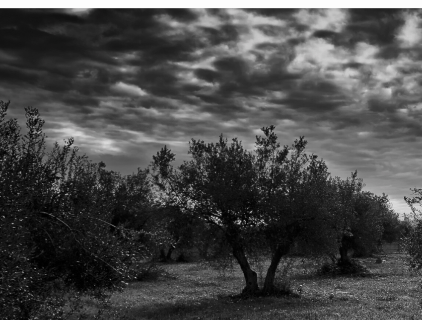 ARCADIA — Limited Edition (Tiratura 20 copie)