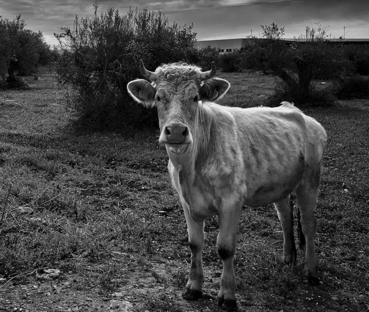 ARCADIA — Limited Edition (Tiratura 20 copie)