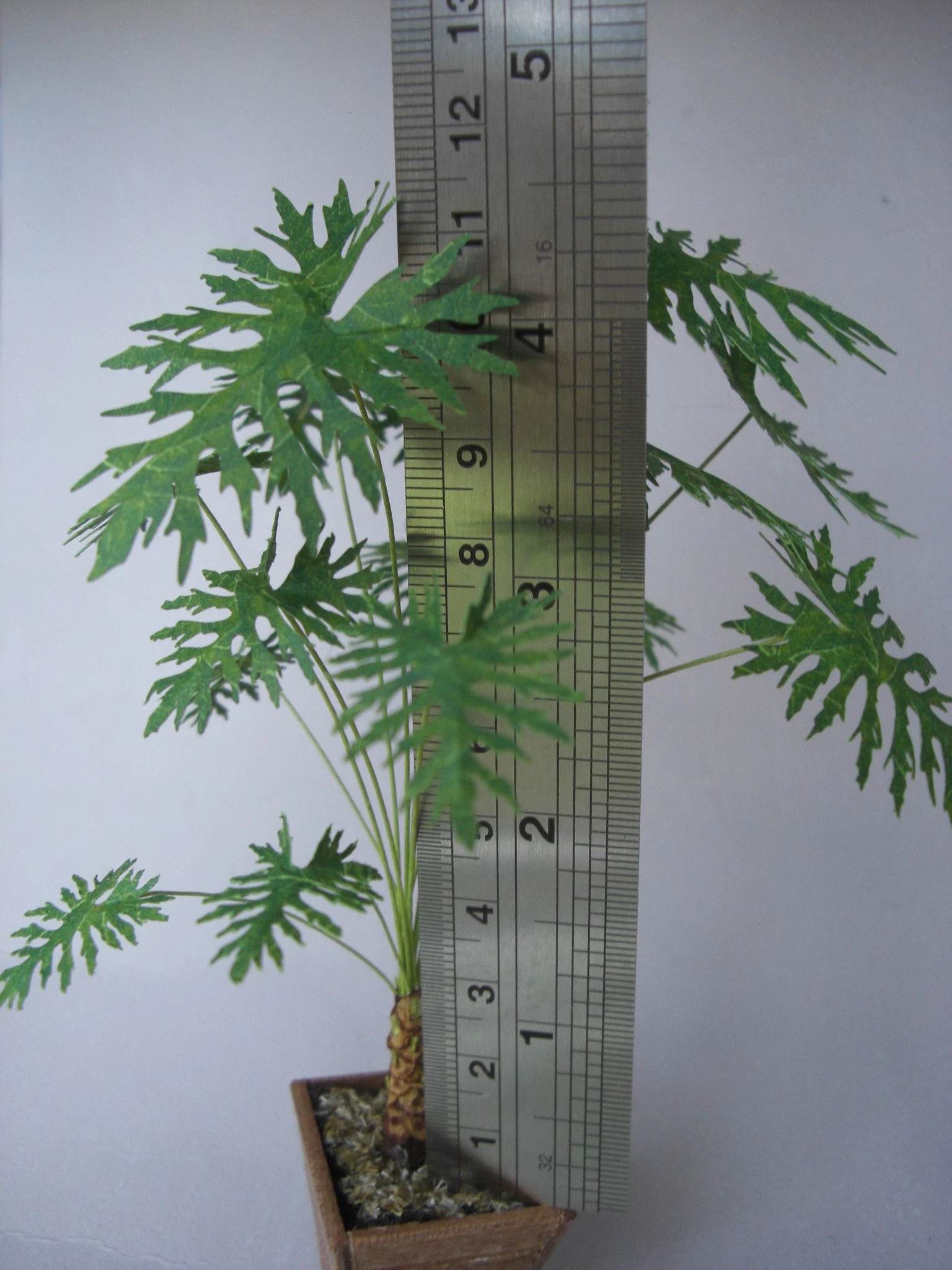 Miniature Philodendron Palm tree  Kit 1:12, DIY fairy dollshouse