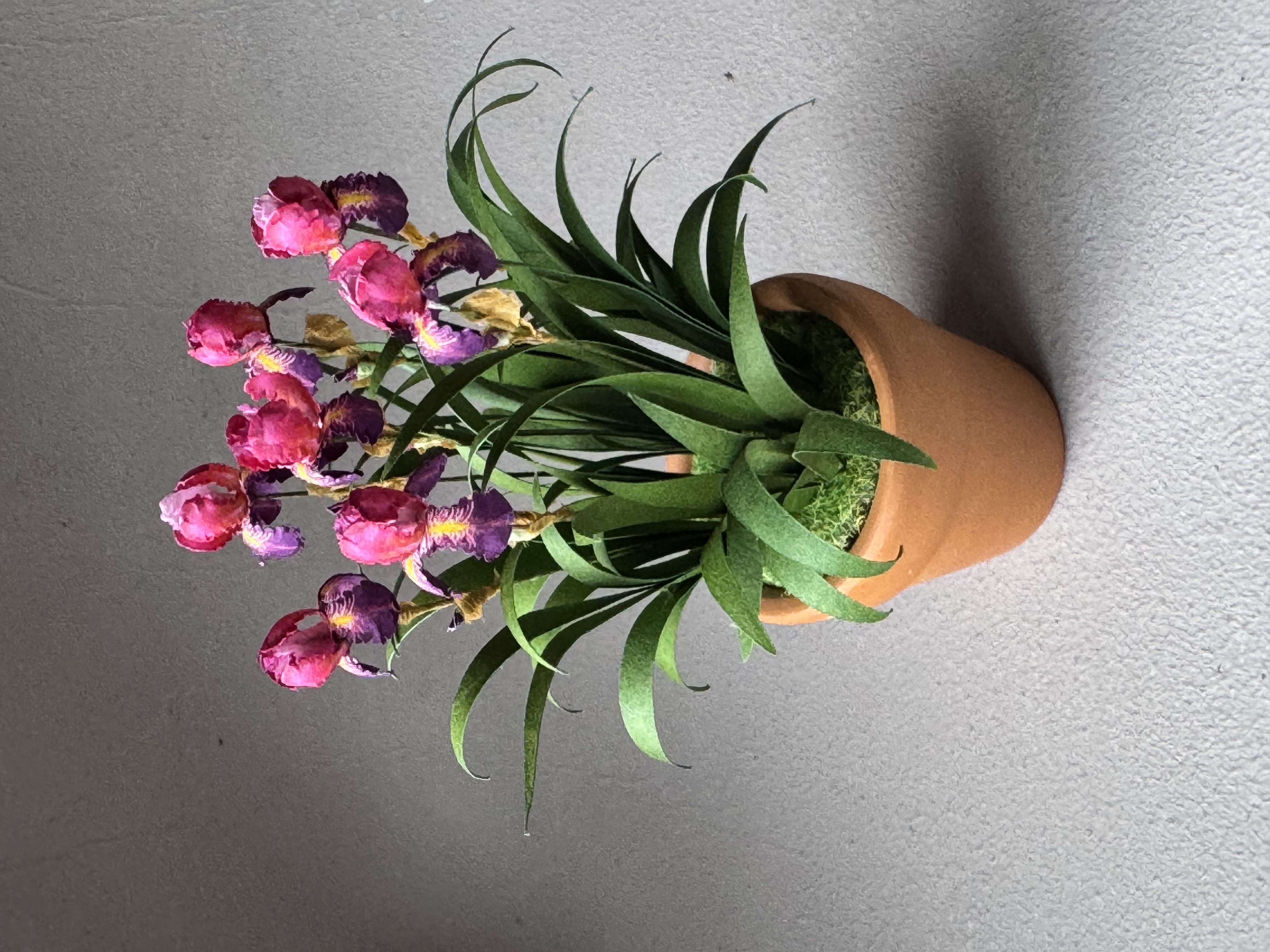 Dauntless bearded iris flowers x7 miniature 1:12 