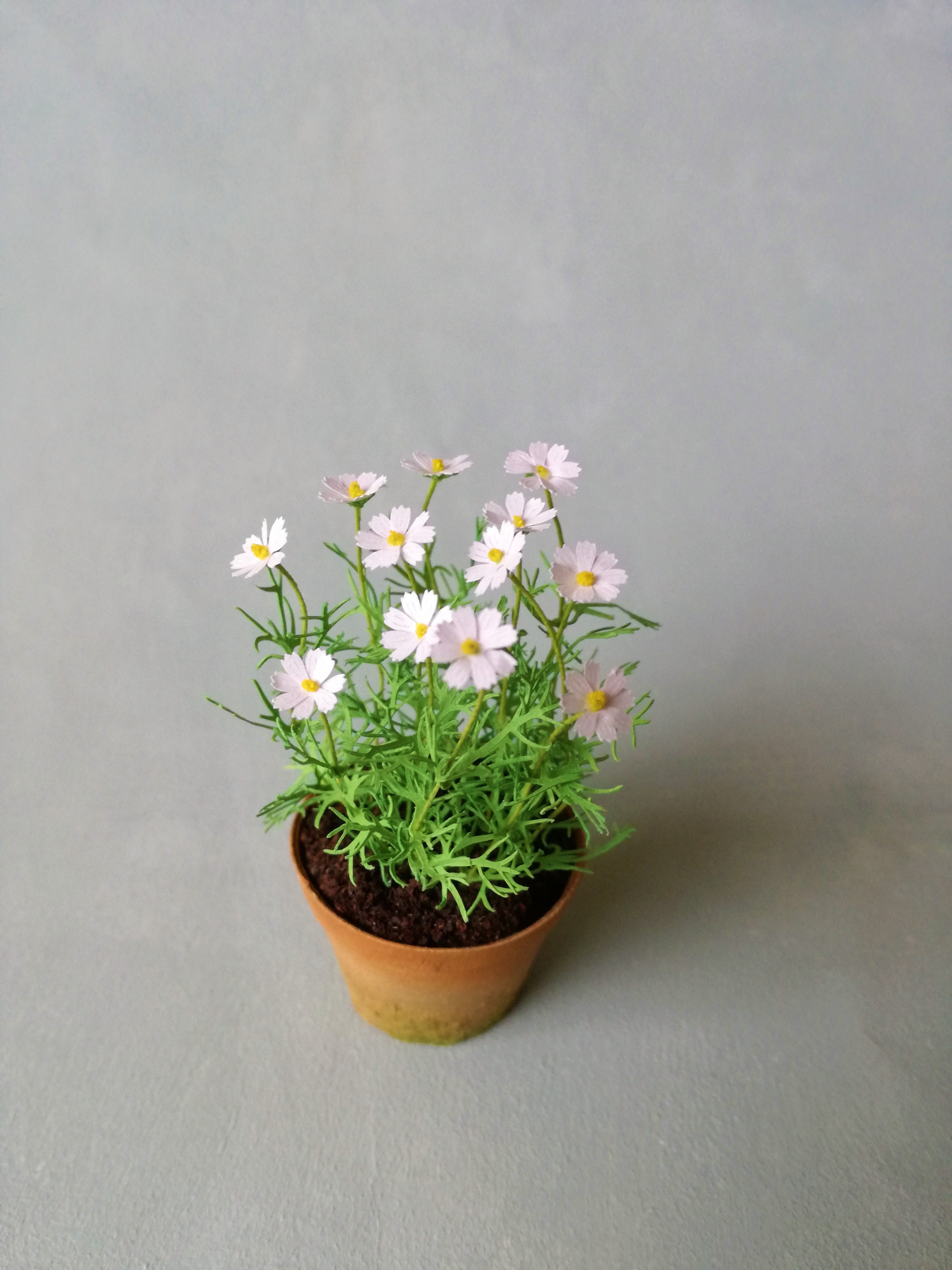 KIT Miniature garden dollhouse flower kit, scale 1:12, Cosmos White DIY