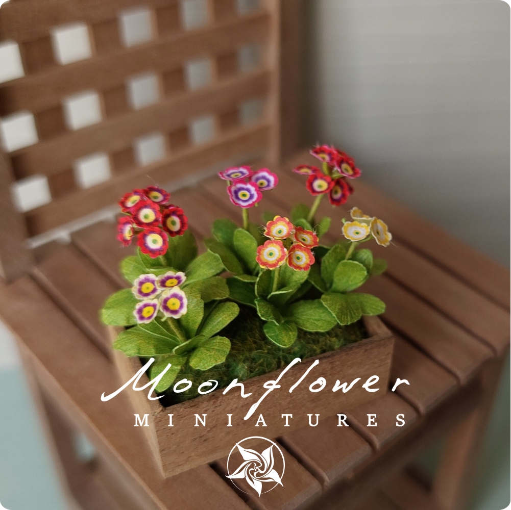 Miniature Auricula 1:12