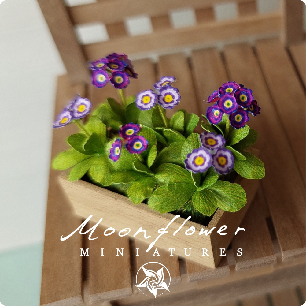Miniature Auricula 1:12