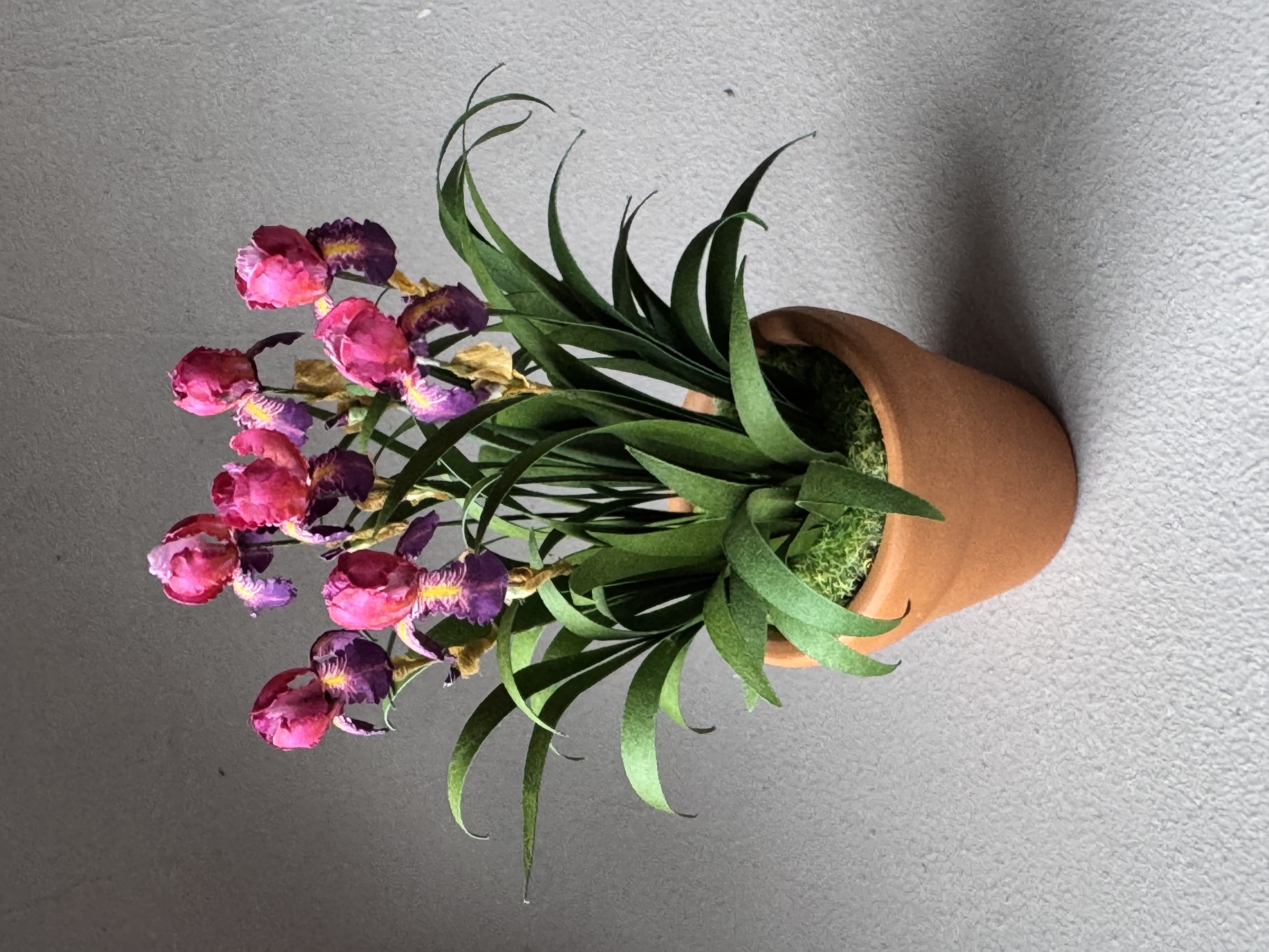 Dauntless bearded iris flowers x7 miniature 1:12