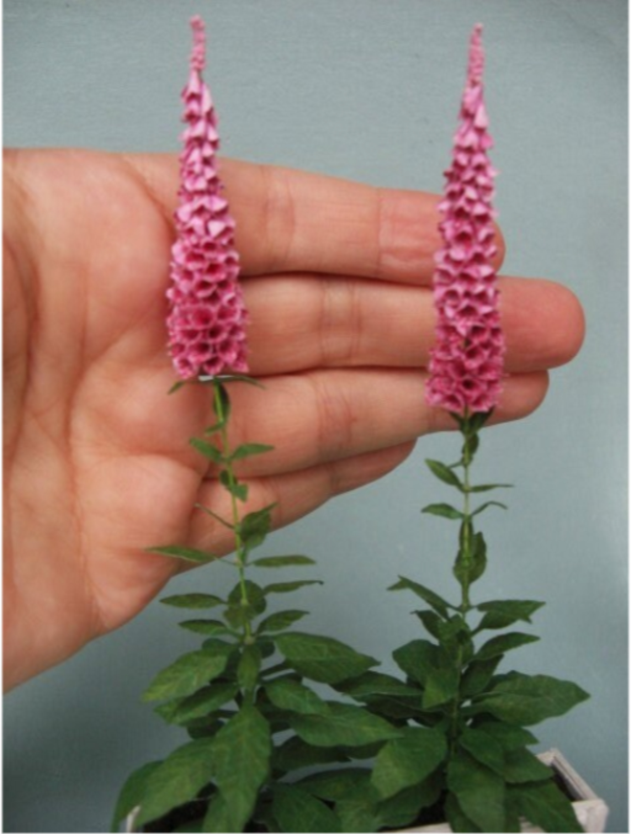Kit pink Foxgloves dollhouse Miniature garden flower shop, scale 1:12, DIY