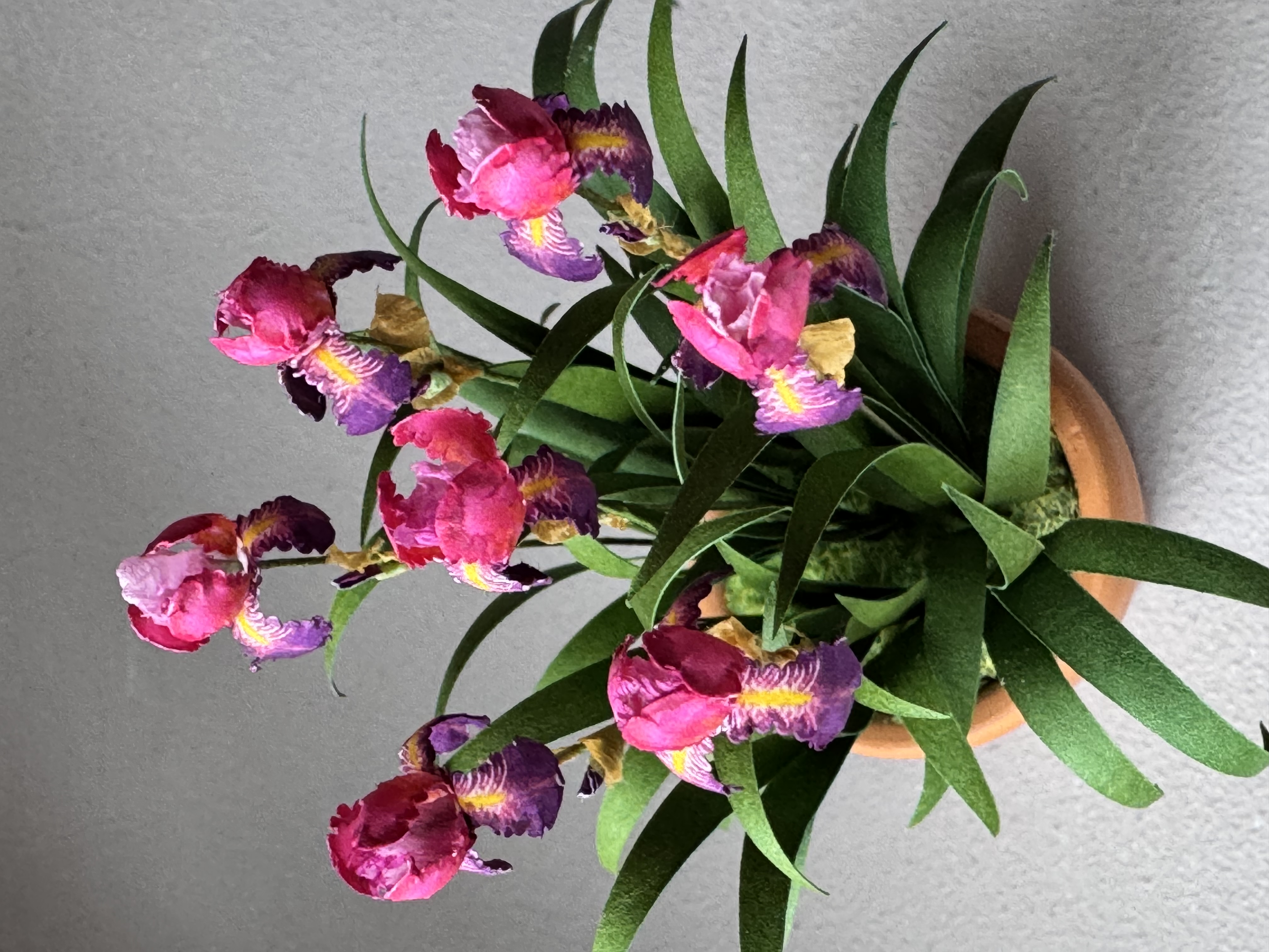 Dauntless bearded iris flowers x7 miniature 1:12 