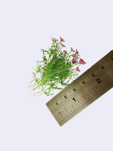 KIT Miniature garden dollhouse flower kit, scale 1:12, Cosmos pale pink DIY