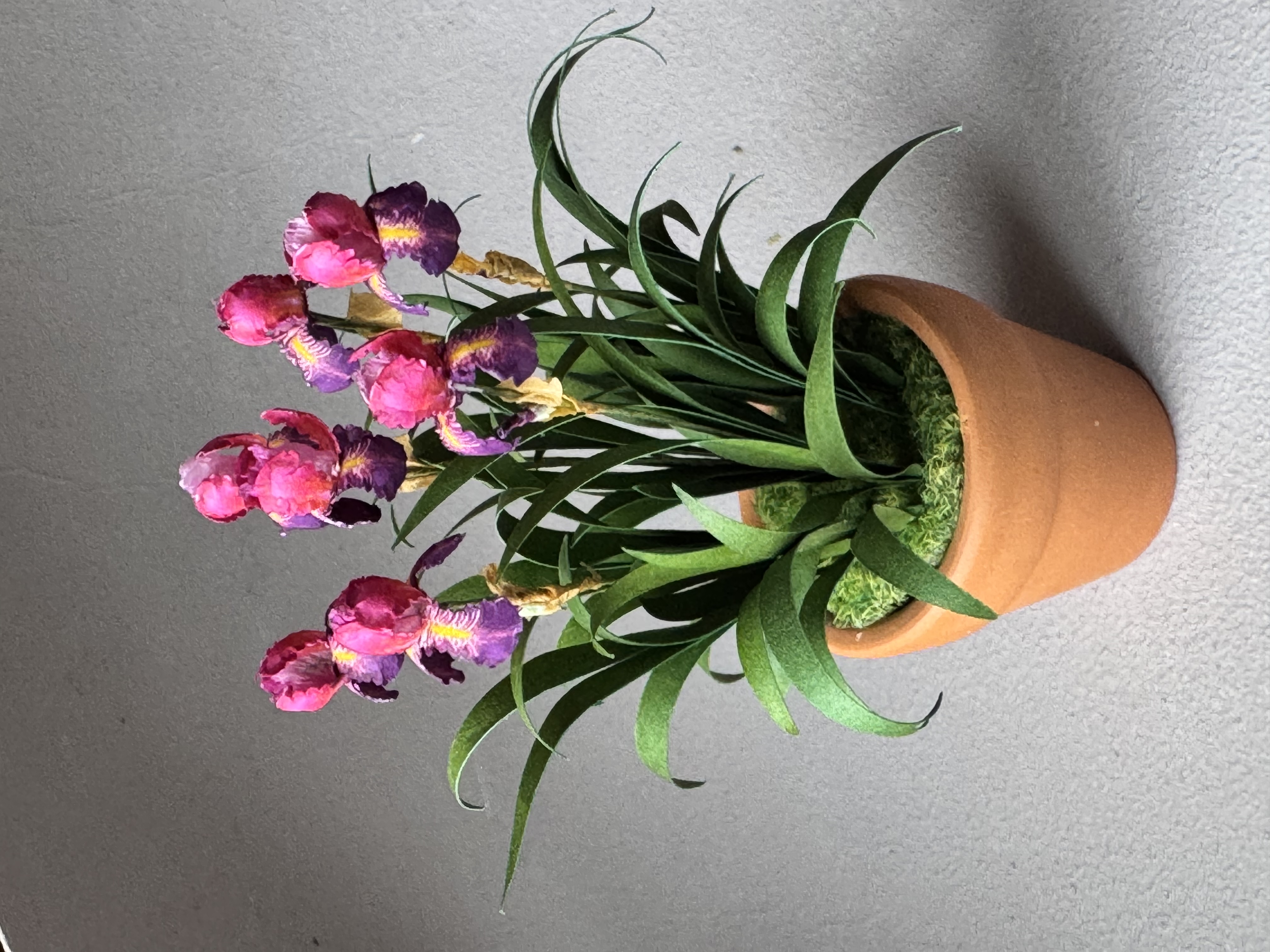 Dauntless bearded iris flowers x7 miniature 1:12 