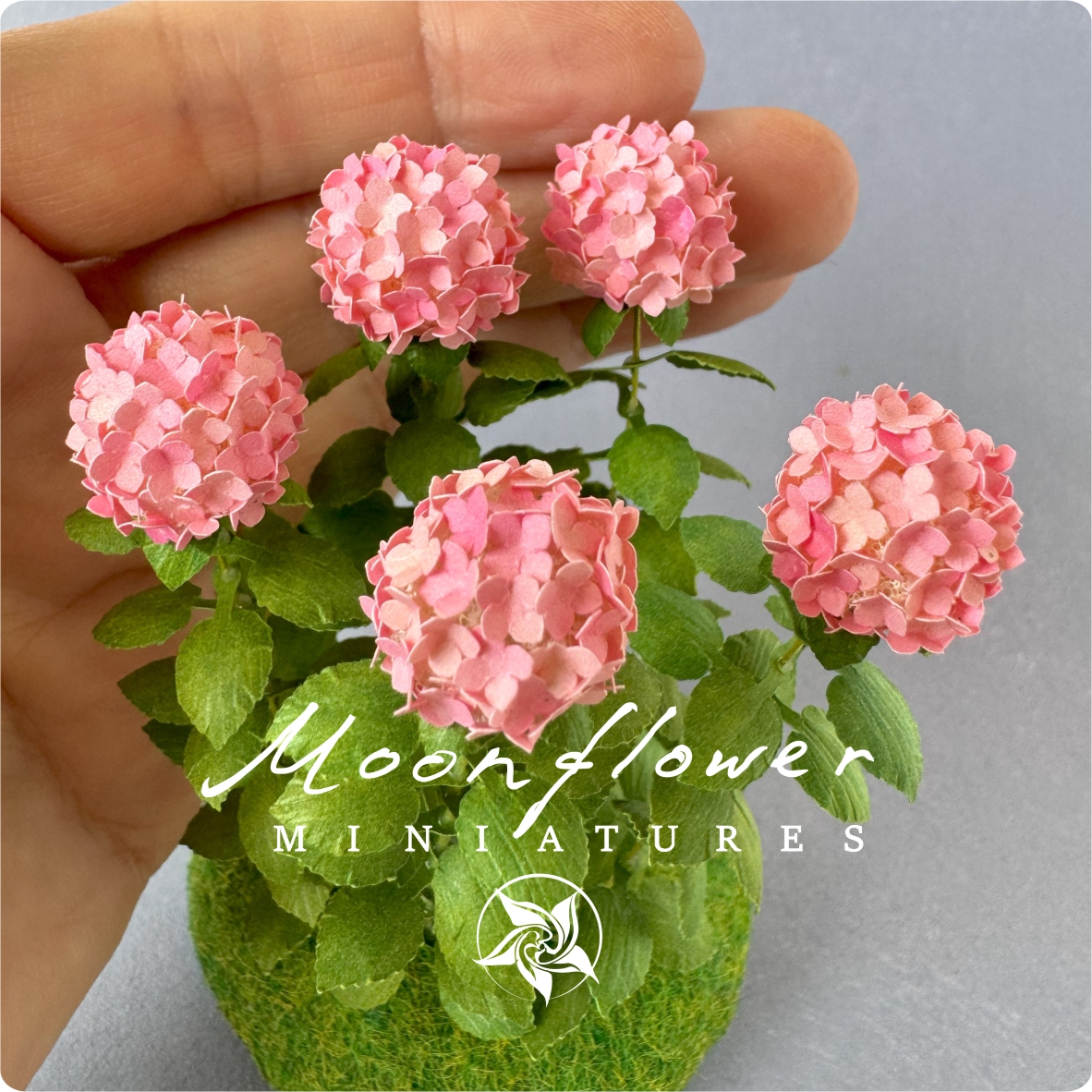 5x Miniature Hydrangea flowers Variegated Watermelon