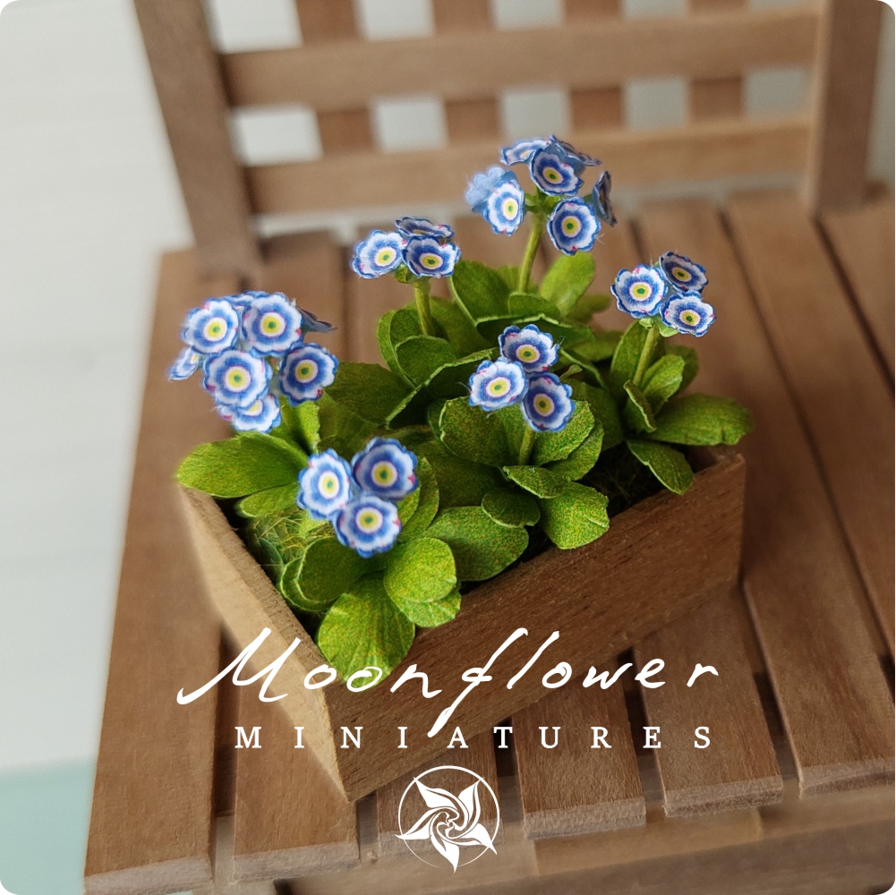 Miniature Auricula 1:12