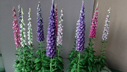 Miniature 8x Mix foxgloves flowers 1:12 dolls house 