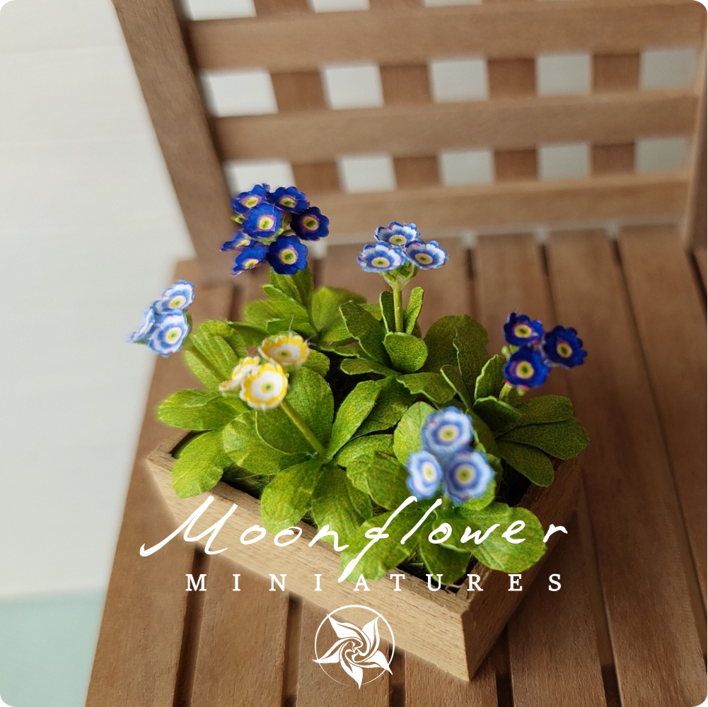 Miniature Auricula 1:12