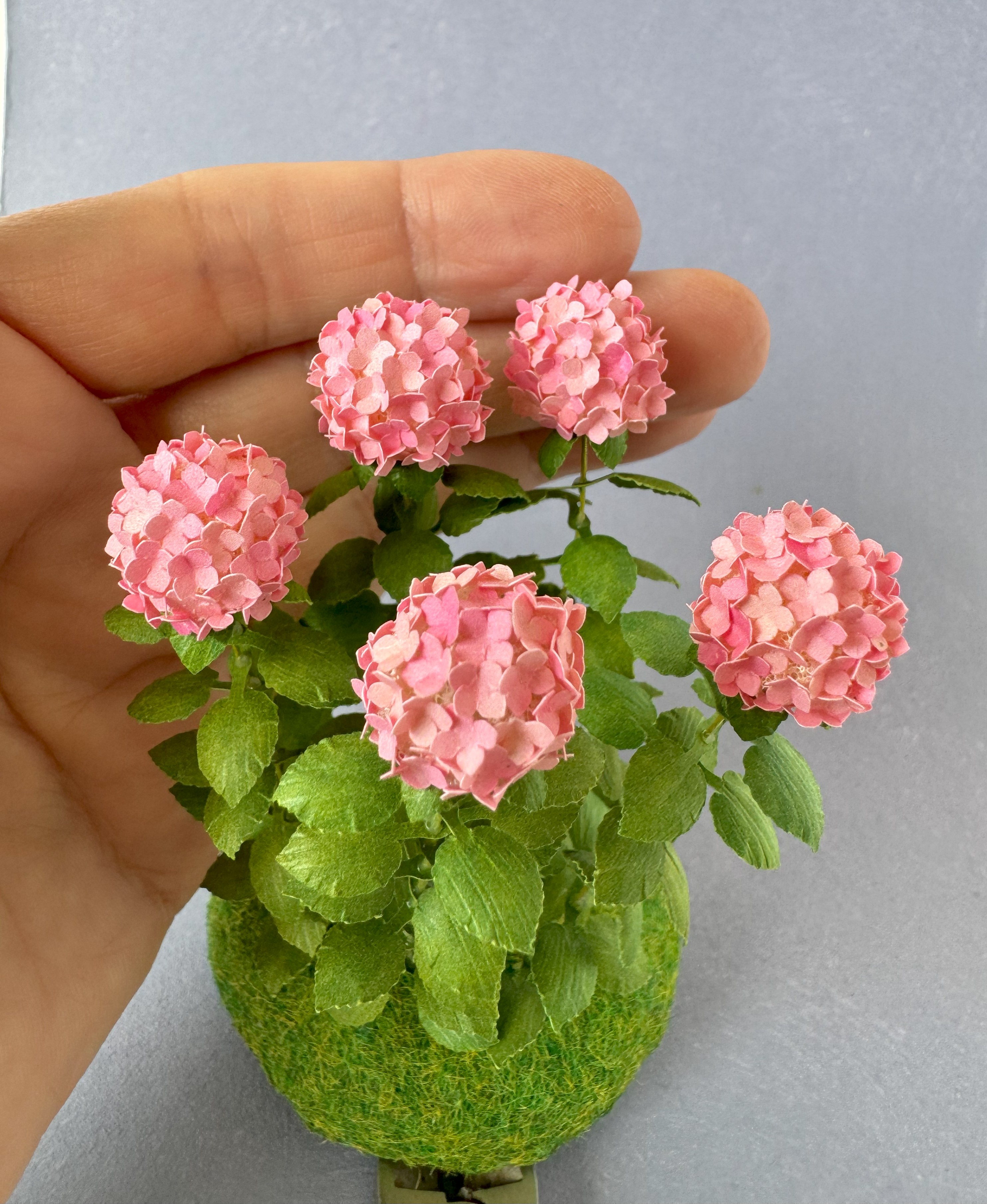 5x Miniature Hydrangea flowers Variegated Watermelon