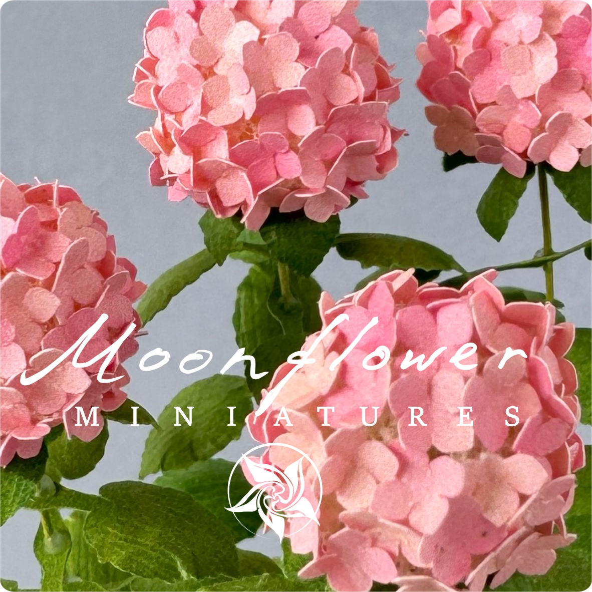 Kit Variegated Watermelon Hydrangea flower dollhouse Miniature paper craft garden flower shop, scale 1:12, DIY