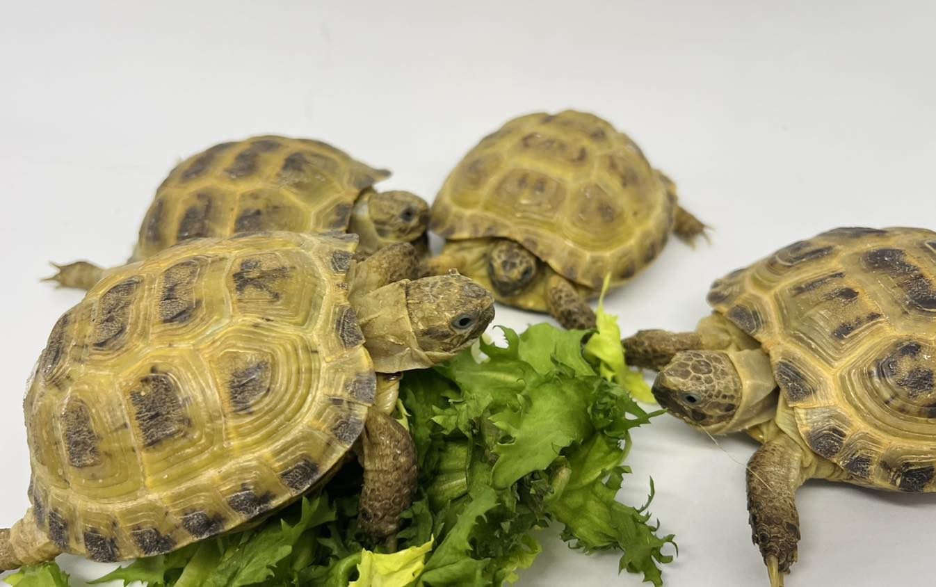Tortue des steppes - Agrionemys horsfieldii
