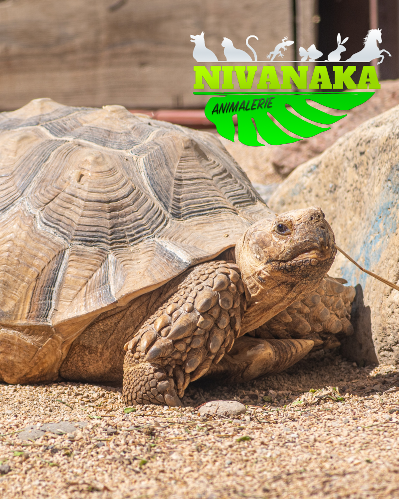 Tortue sillonnée - Centrochelys sulcata