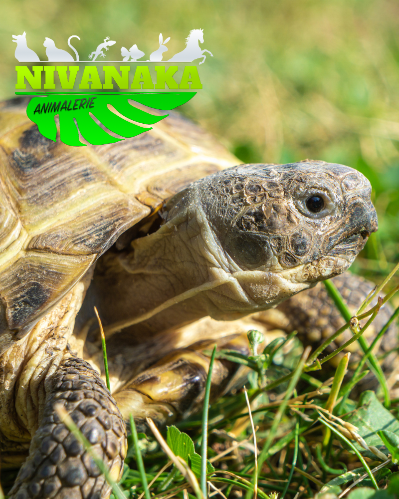 Tortue des steppes - Agrionemys horsfieldii