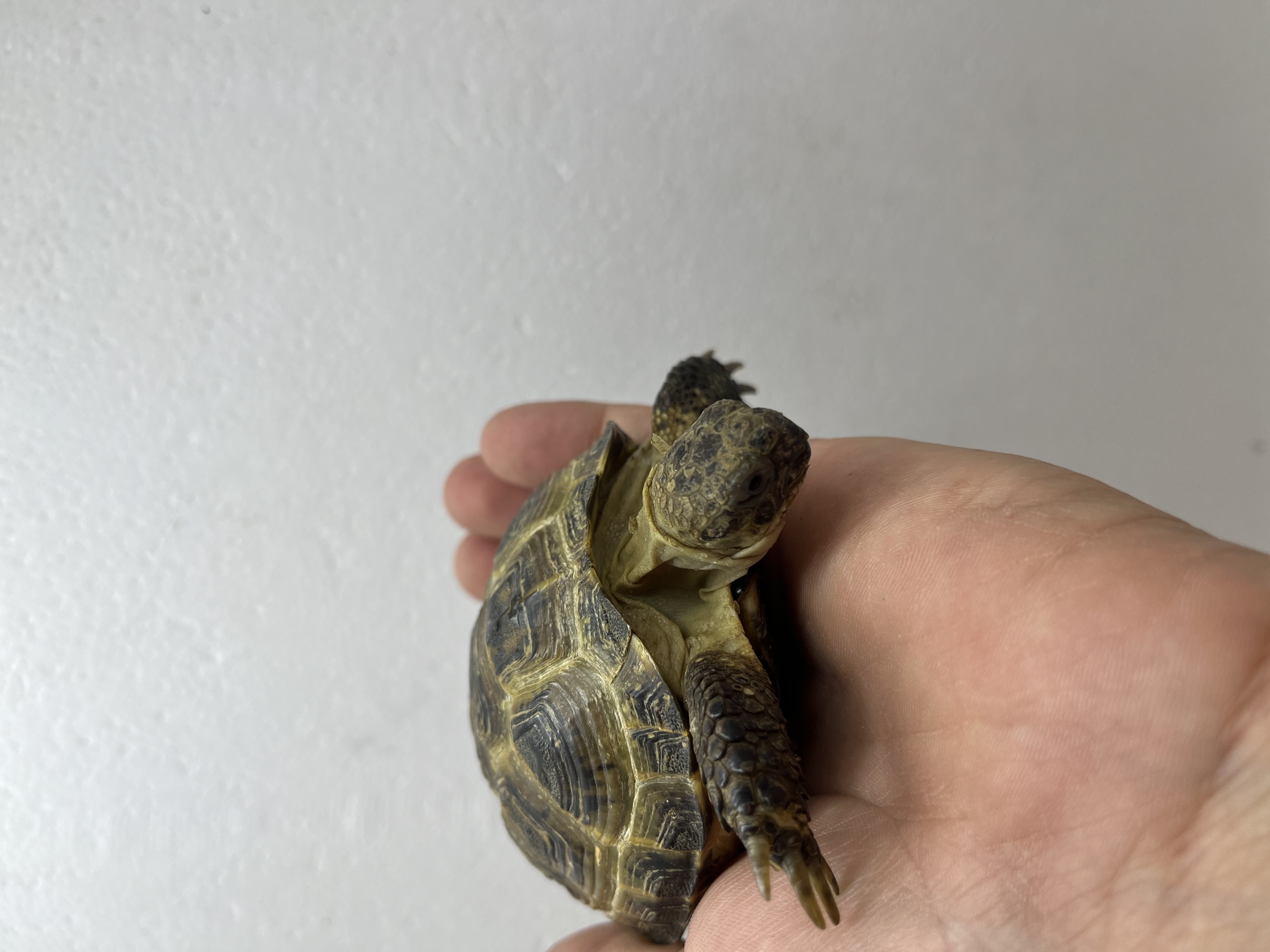 Tortue des steppes - Agrionemys horsfieldii