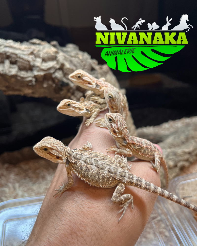 Pogona - Classique