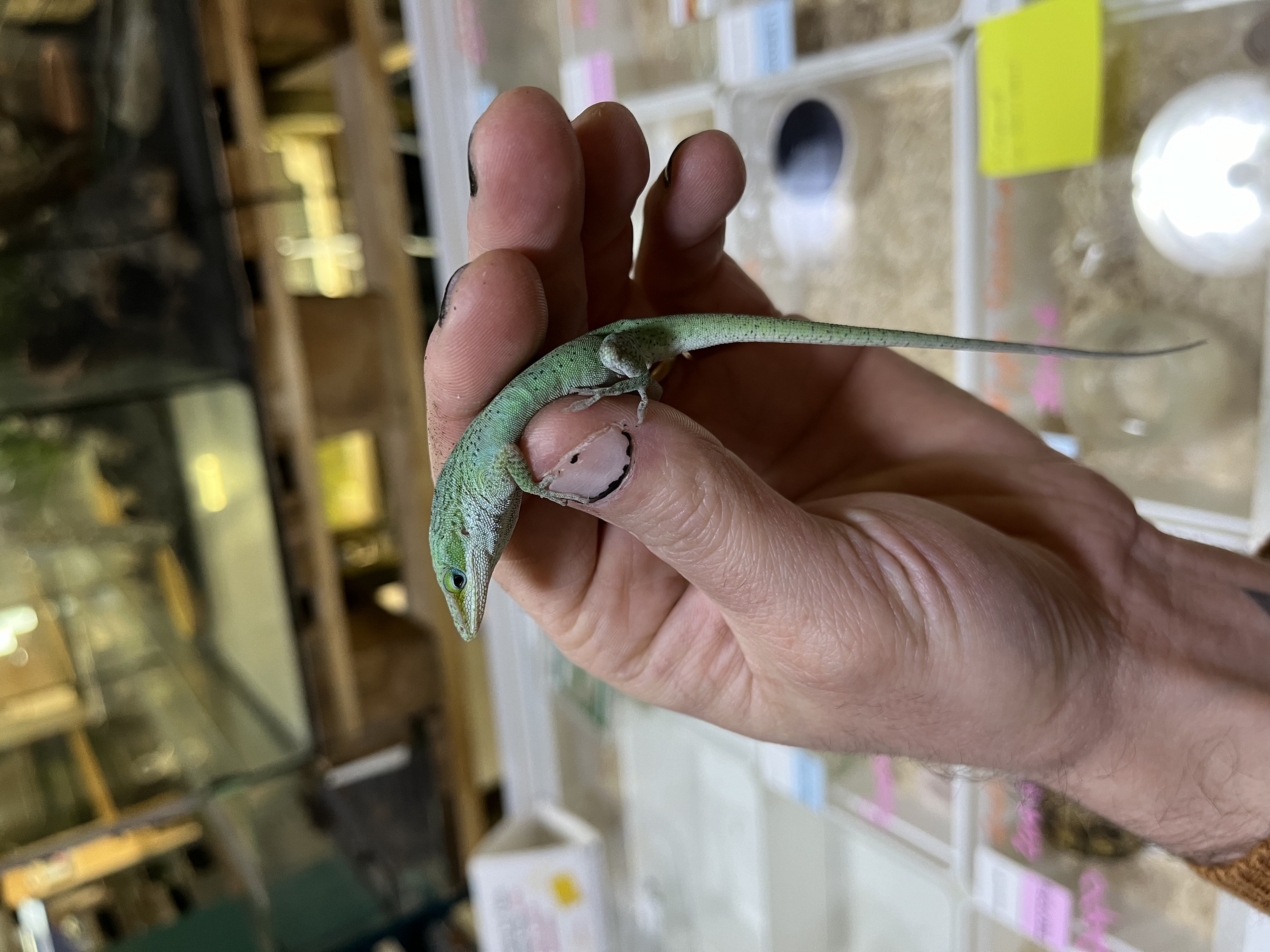 Anole vert - Anolis carolinensis