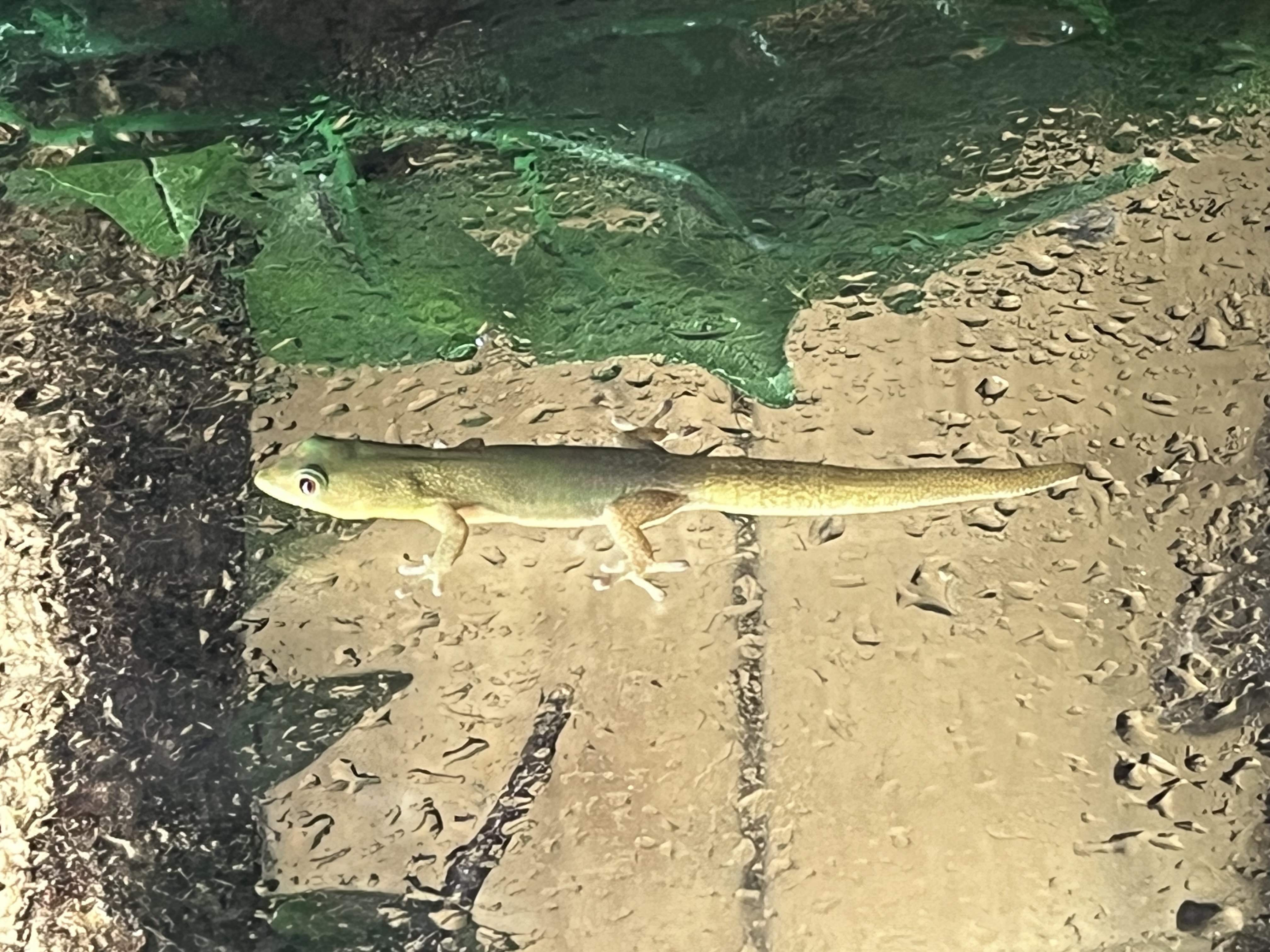 Phelsuma laticauda - Gecko diurne poussière d'or