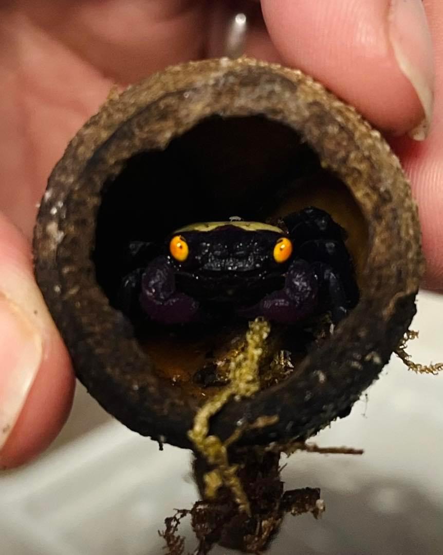 Crabe vampire - Geosesarma dennerle 