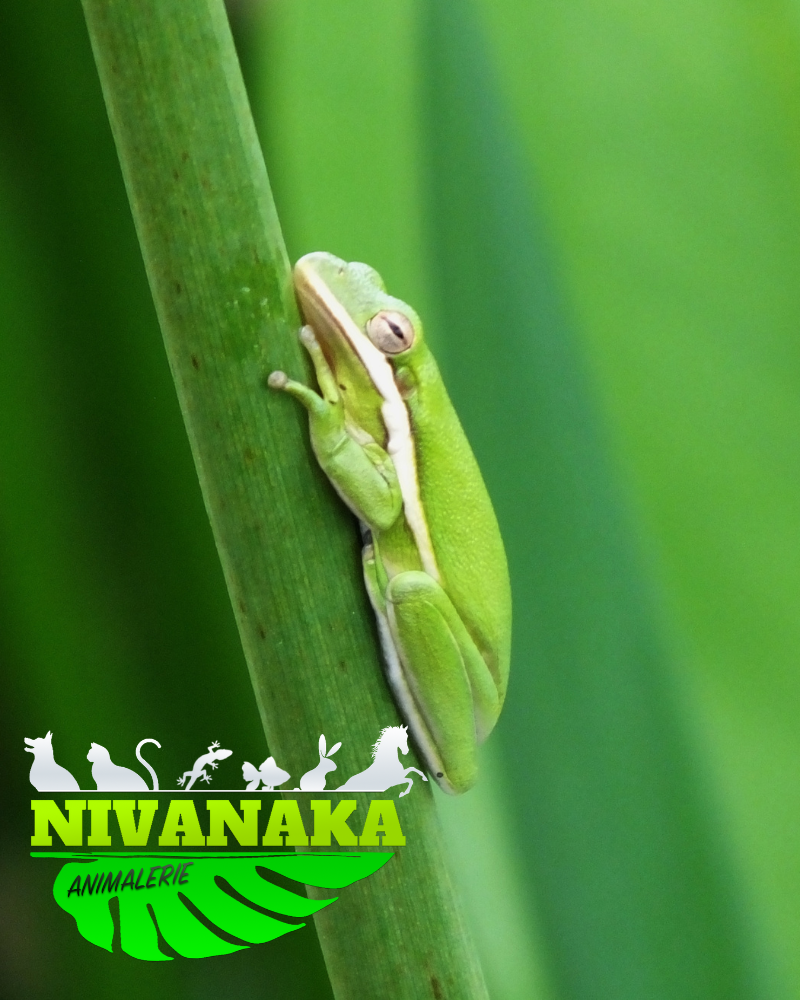  Grenouille cendrée - Hyla cinerea