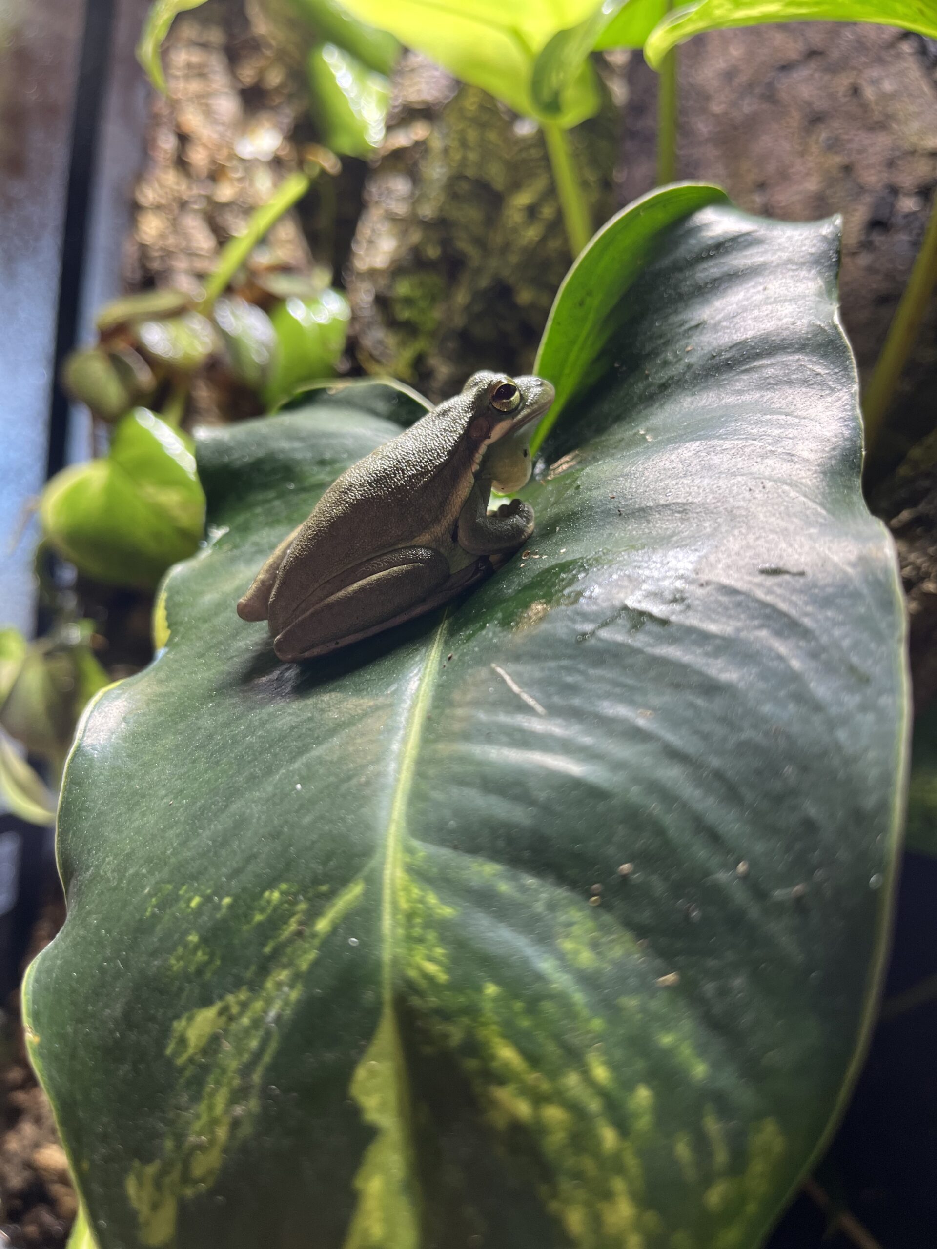  Grenouille cendrée - Hyla cinerea