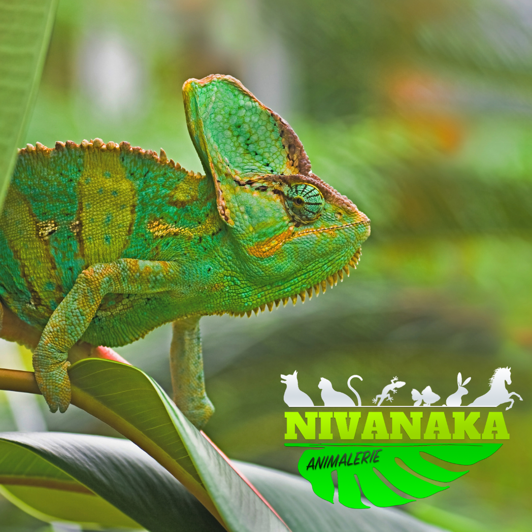 Caméléon casqué du Yémen - Chamaeleo calyptratus