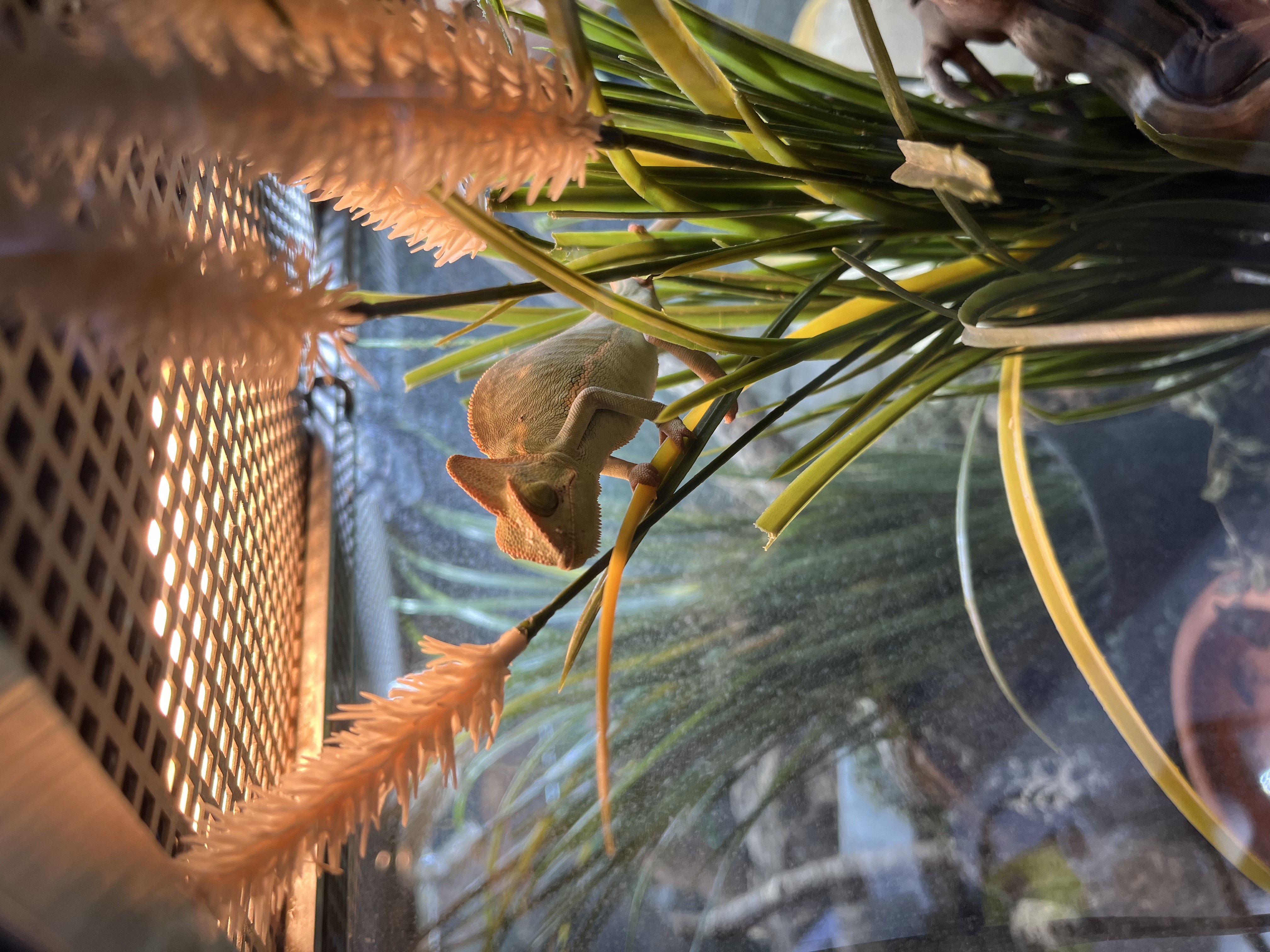 Caméléon casqué du Yémen - Chamaeleo calyptratus