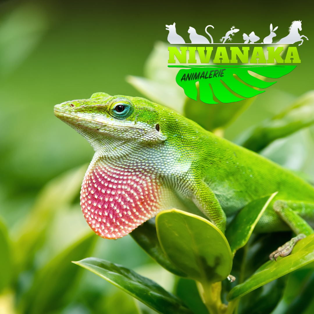 Anole vert - Anolis carolinensis