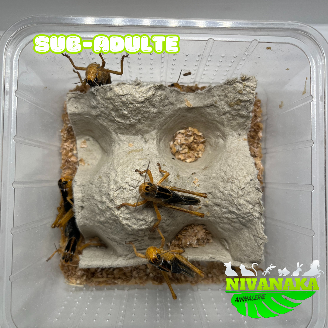Criquets migrateur - Locusta migratoria