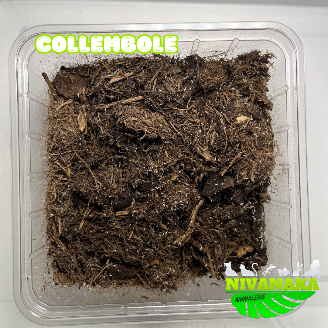 Collemboles - Collembola sp.