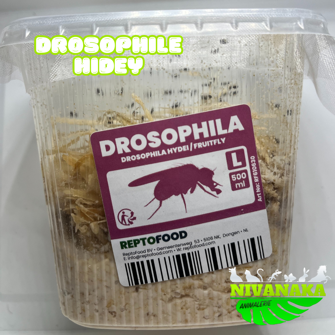 Drosophiles - Drosophila hydei 